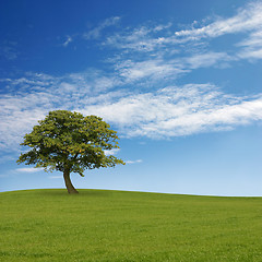 Image showing Lone Tree