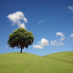 Image showing Lone Tree