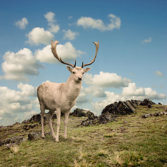 Image showing Stag Deer