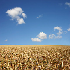 Image showing Wheat Field