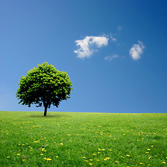 Image showing Lone Tree