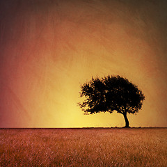 Image showing Lone Tree