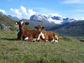 Image showing Cows in mountain valley