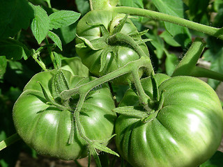 Image showing tomatoes