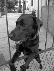 Image showing Dog on fence