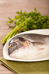 Image showing Fresh gilthead