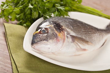 Image showing Fresh gilthead