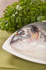 Image showing Fresh gilthead