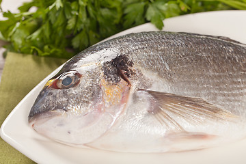 Image showing Fresh gilthead