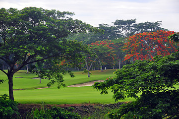 Image showing Golf Greens