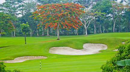 Image showing Golf Greens