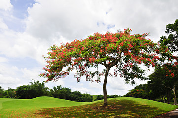 Image showing Golf Greens