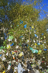 Image showing Garbage on Tree