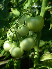 Image showing tomatoes