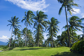 Image showing Coconut Trees