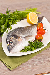 Image showing Fresh gilthead