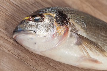 Image showing Fresh gilthead