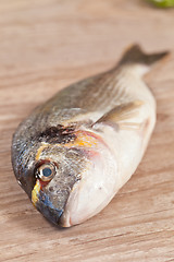 Image showing Fresh gilthead