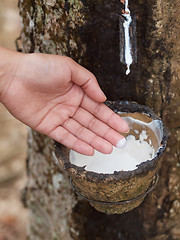 Image showing Rubber tree plantation