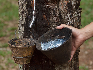 Image showing Rubber tree plantation