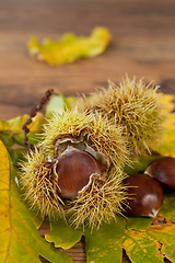 Image showing chestnuts