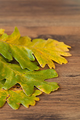 Image showing chestnuts leaves