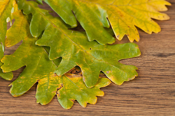 Image showing chestnuts leaves