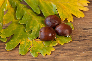 Image showing chestnuts