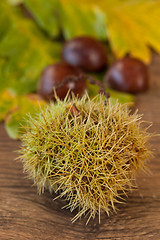 Image showing chestnuts