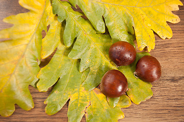 Image showing chestnuts