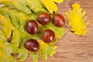 Image showing chestnuts