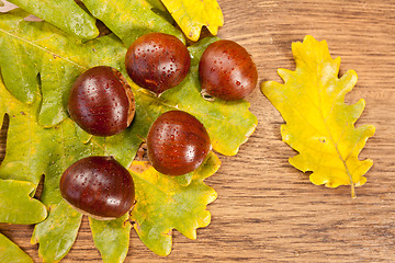 Image showing chestnuts