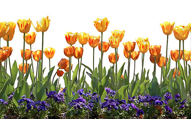 Image showing Tulips and Pansies