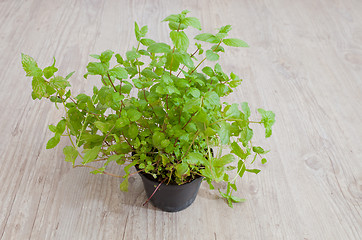 Image showing Fresh mint plant