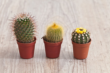 Image showing Little Cactus plant