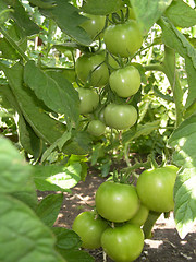 Image showing tomatoes