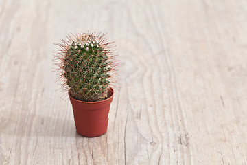Image showing Little Cactus plant