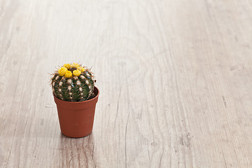 Image showing Little Cactus plant