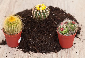 Image showing Little cactus plant