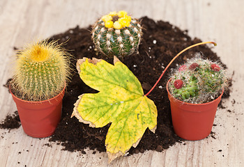 Image showing Little cactus plant