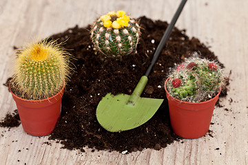 Image showing Little cactus plant