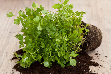 Image showing Fresh parsley plant