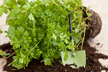 Image showing Fresh parsley plant