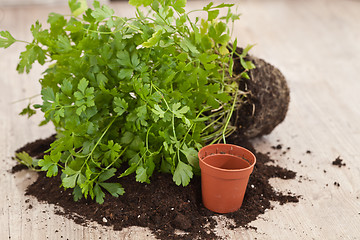 Image showing Fresh parsley plant