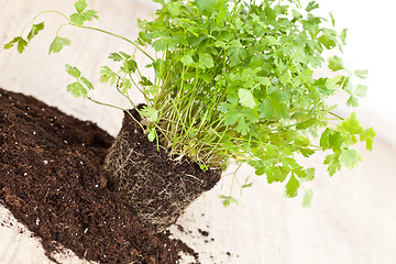 Image showing Fresh parsley plant