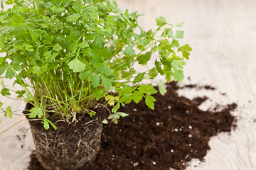 Image showing Fresh parsley plant