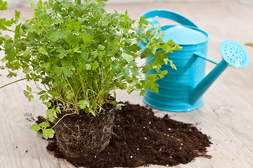 Image showing Fresh parsley plant