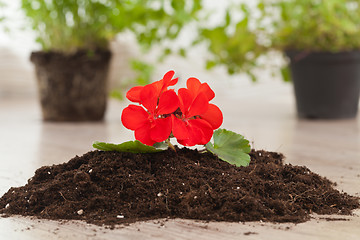 Image showing Red flower