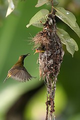 Image showing Olive-backed Sunbird