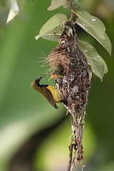 Image showing Olive-backed Sunbird